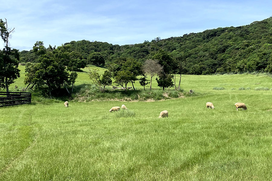 イングランドの丘